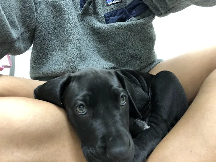 River City Veterinary Hospital 1