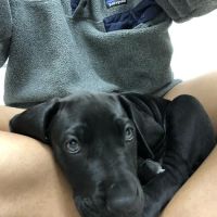 River City Veterinary Hospital ico