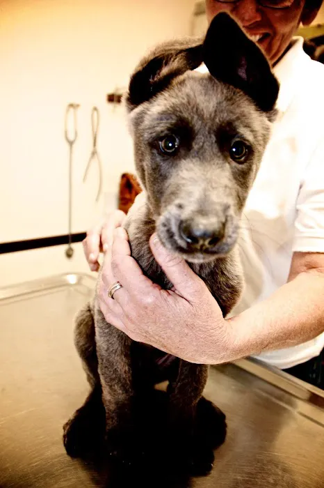 River City Veterinary Hospital 9