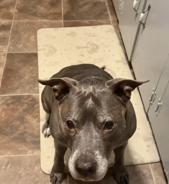 Jacksonville Community Pet Clinic - West 4