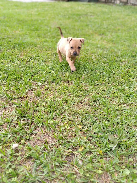 Jacksonville Community Pet Clinic - West 9