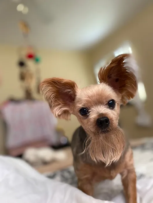 Jacksonville Community Pet Clinic - West 7