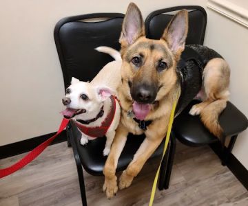 Whitehouse Animal Hospital