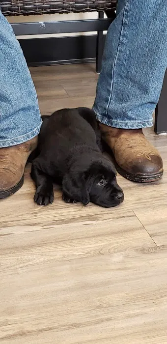 Whitehouse Animal Hospital 4