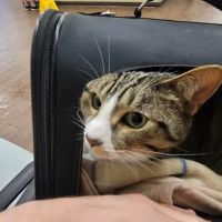 First Coast No More Homeless Pets /Joseph A. Strasser Regional Veterinary Hospital ico
