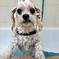 Bartram Trail Veterinary Hospital ico