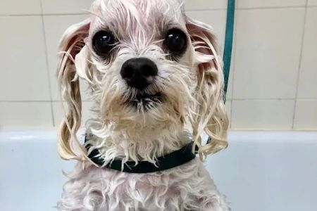 Bartram Trail Veterinary Hospital