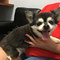 Nease Animal Hospital ico
