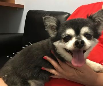 Nease Animal Hospital