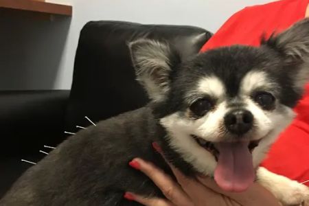 Nease Animal Hospital
