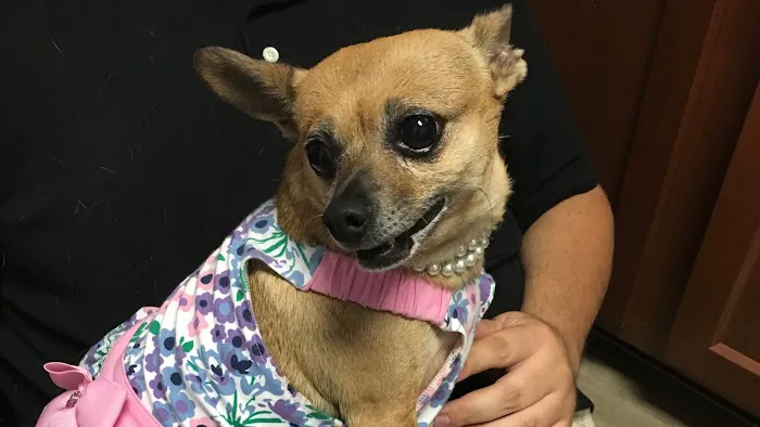 Nease Animal Hospital 6