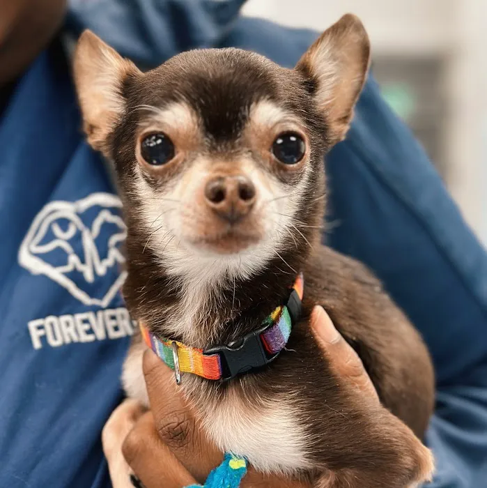 Forever Vets Animal Hospital at Nocatee 12