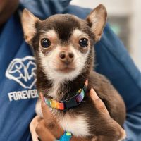 Forever Vets Animal Hospital at Nocatee ico