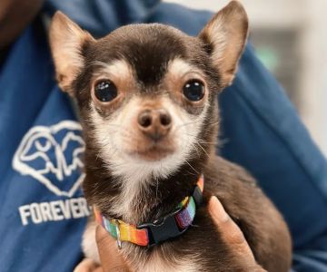 Forever Vets Animal Hospital at Nocatee