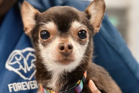 Forever Vets Animal Hospital at Nocatee