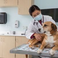 Animal Cancer Care and Research Center ico