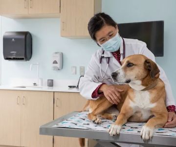 Animal Cancer Care and Research Center