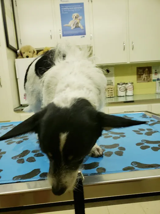 Brandon Animal Hospital 12