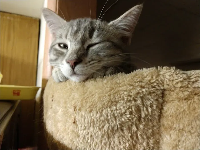 Brandon Animal Hospital 12