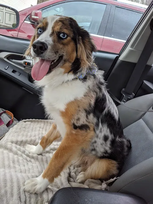 Roanoke Animal Hospital 3