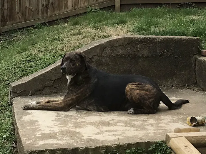 Roanoke Animal Hospital 5