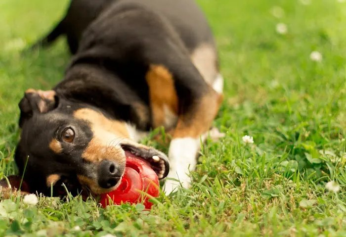 Roanoke Animal Hospital 10