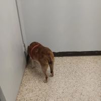 Animal Care Center Of Salem ico