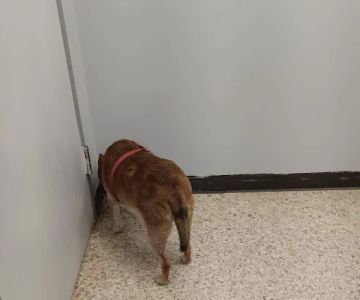 Animal Care Center Of Salem