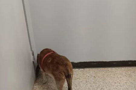 Animal Care Center Of Salem