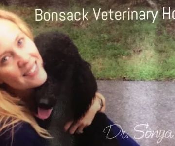 Bonsack Veterinary Hospital