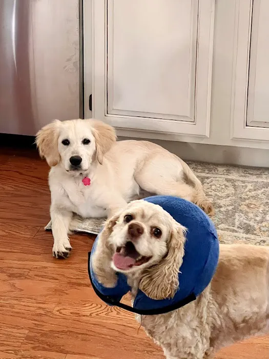 Bonsack Veterinary Hospital 12