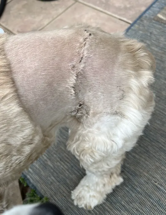 Bonsack Veterinary Hospital 12