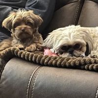 DeRolf Animal Hospital ico