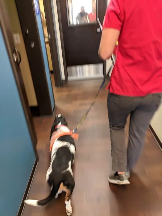 Rancho Santa Fe Veterinary Hospital 12