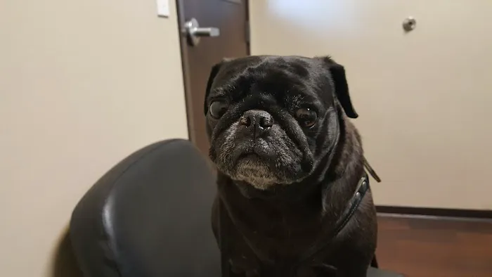 Rancho Santa Fe Veterinary Hospital 12