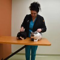 Helen Woodward Animal Center Companion Animal Hospital ico