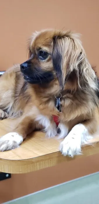 Helen Woodward Animal Center Companion Animal Hospital 6