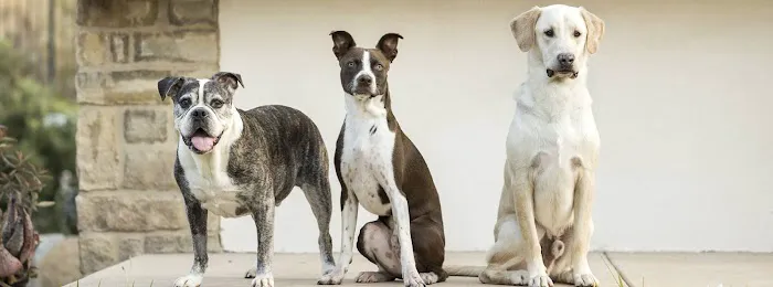 Highlands Ranch Animal Hospital 7