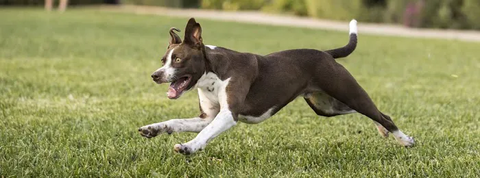 Highlands Ranch Animal Hospital 10