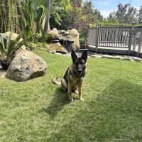 Santaluz Animal Care ico