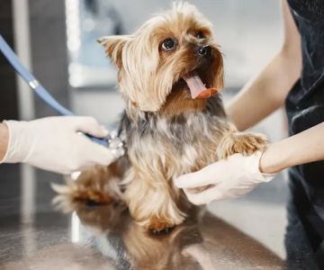 Black Mountain Animal Hospital | Your San Diego Veterinarian