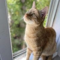 Penasquitos Pet Clinic ico