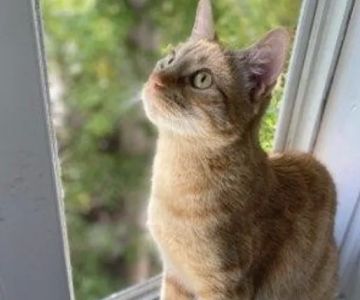 Penasquitos Pet Clinic