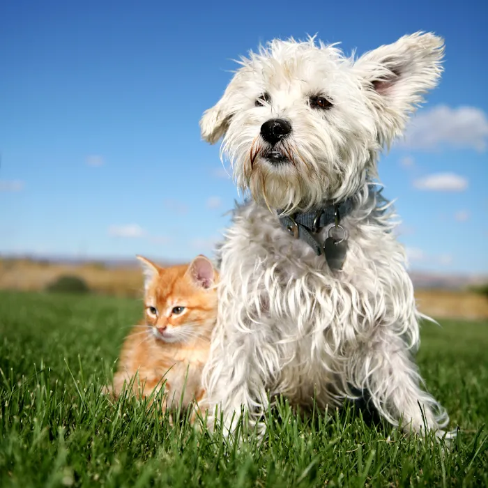 Penasquitos Pet Clinic 5
