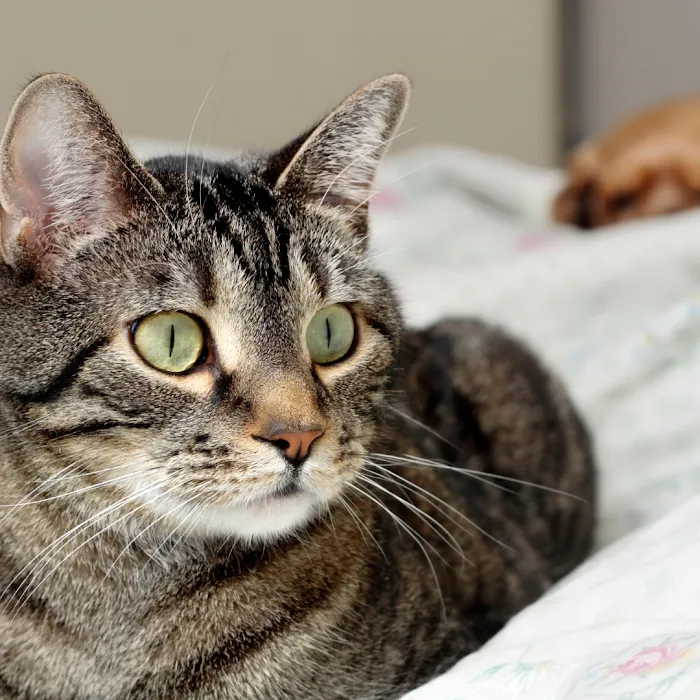Penasquitos Pet Clinic 6
