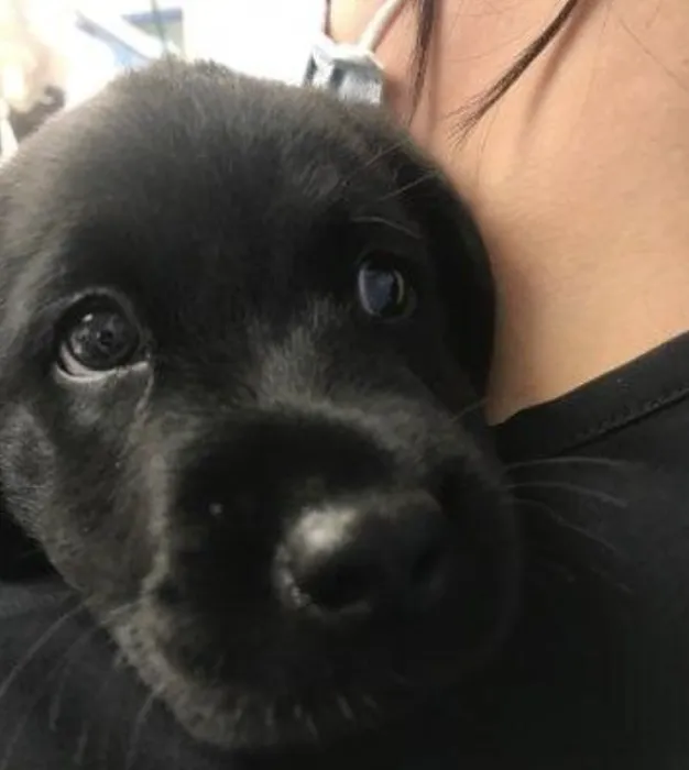 Penasquitos Pet Clinic 4