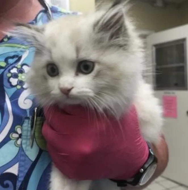 Penasquitos Pet Clinic 10