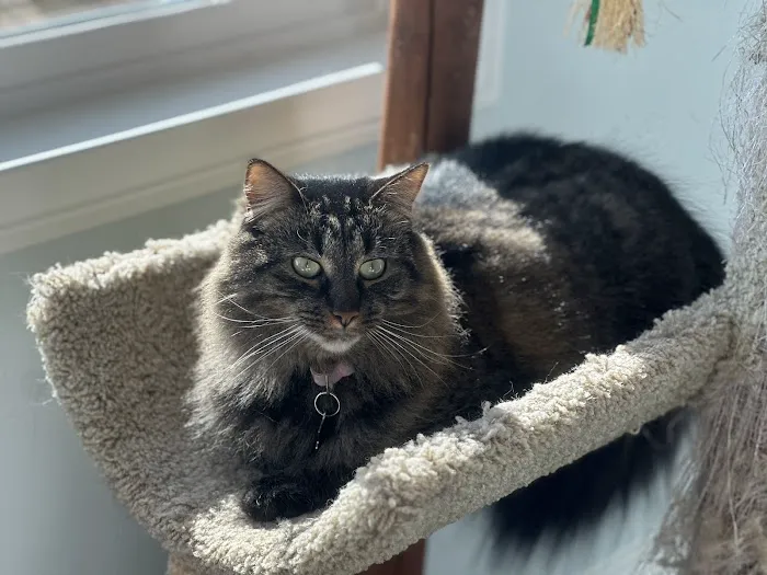 Bayview Veterinary Center 10