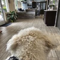 Stitch Veterinary Urgent Care and Surgery ico
