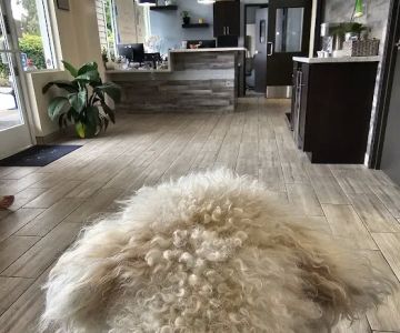 Stitch Veterinary Urgent Care and Surgery